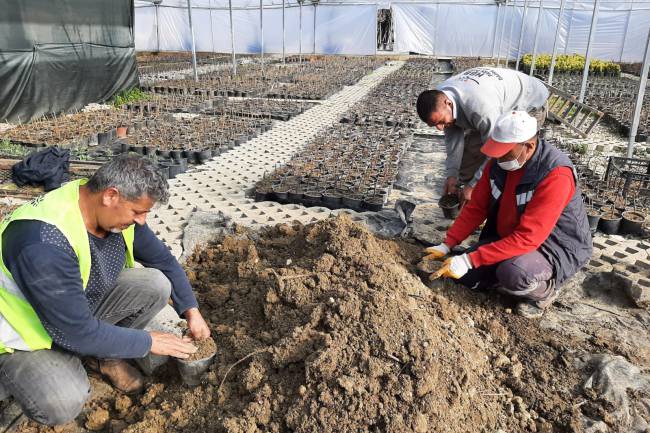 HBB’NİN ÜRETTİĞİ BİTKİLERLE HATAY DAHA YEŞİL OLACAK