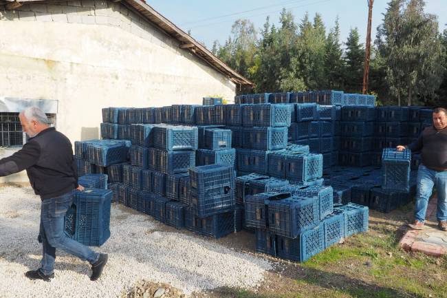 HBB’DEN ÜRETİCİYE ÜCRETSİZ ZEYTİN TOPLAMA KASASI BÜYÜKŞEHİR’DEN ZEYTİN ÜRETİCİSİNE BİR DESTEK DAHA