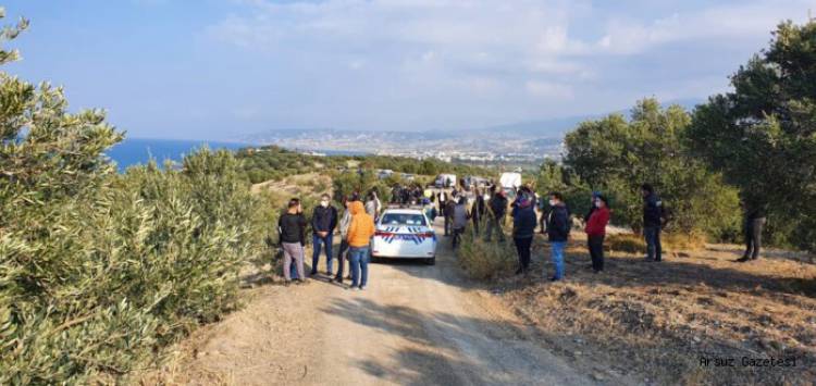 Zeytin Ağaçları Turizm Yatırımı İçin Sökülüyor