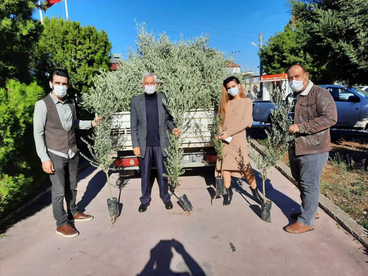 ARSUZ BELEDİYESİ’NDEN VATANDAŞLARA “ZEYTİN AĞACI”