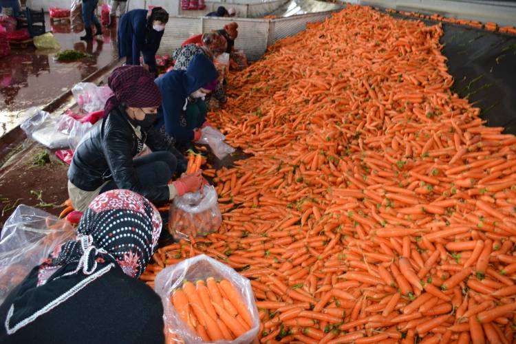 BAŞKAN YAVUZ; “TÜRKİYE’DE HERKESİN KIRIKHAN HAVUCUNU TÜKETMESİNİ TAVSİYE  EDİYORUM”
