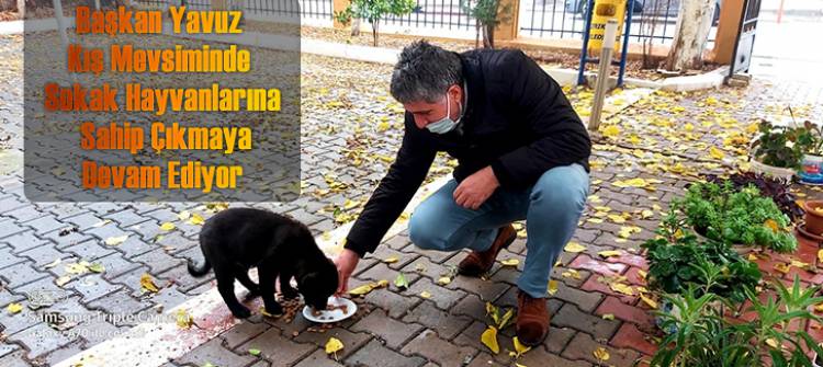 BAŞKAN YAVUZ SOKAK HAYVANLARINI KORUMAYA VE SAHİP ÇIKMAYA DEVAM EDİYOR