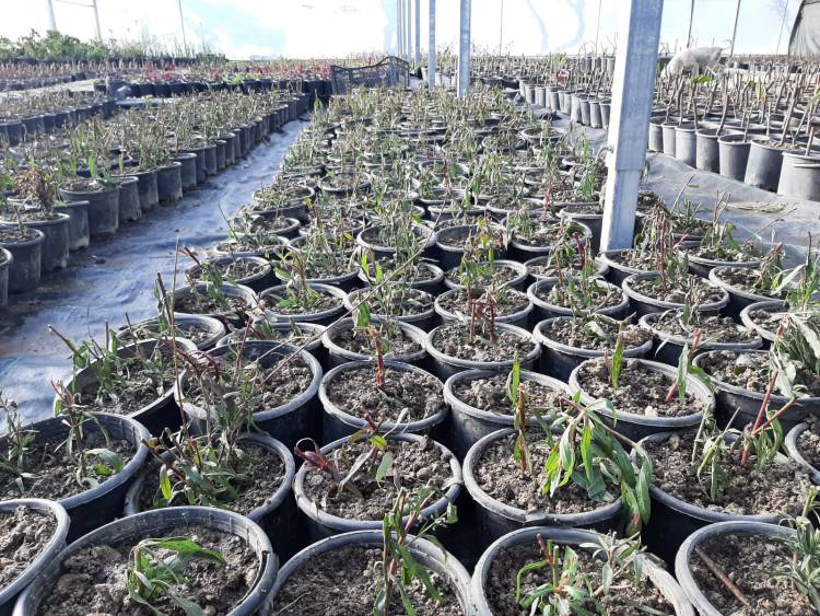 HBB’NİN ÜRETTİĞİ BİTKİLERLE HATAY DAHA YEŞİL OLACAK