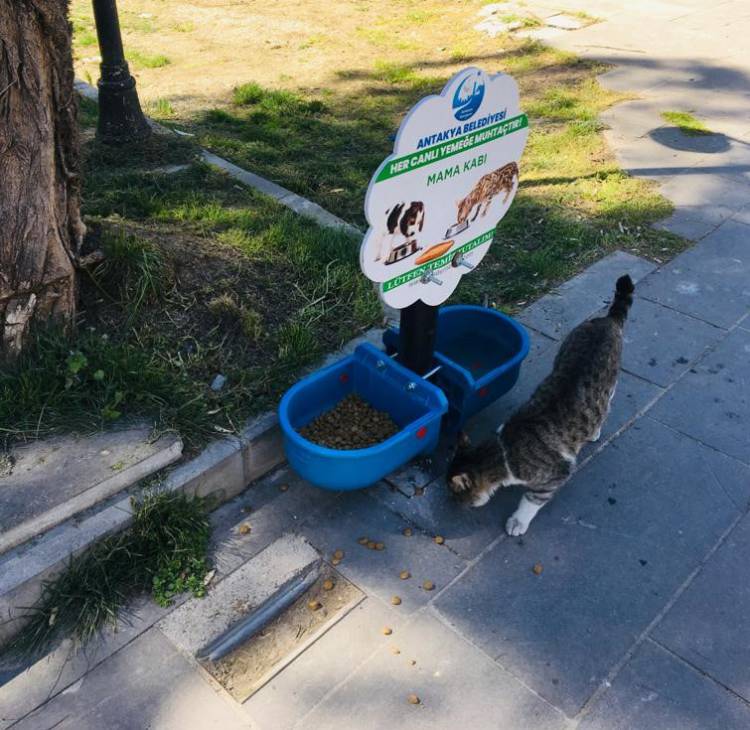CAN DOSTLARIMIZ İÇİN SU VE MAMA BIRAKIYORUZ 