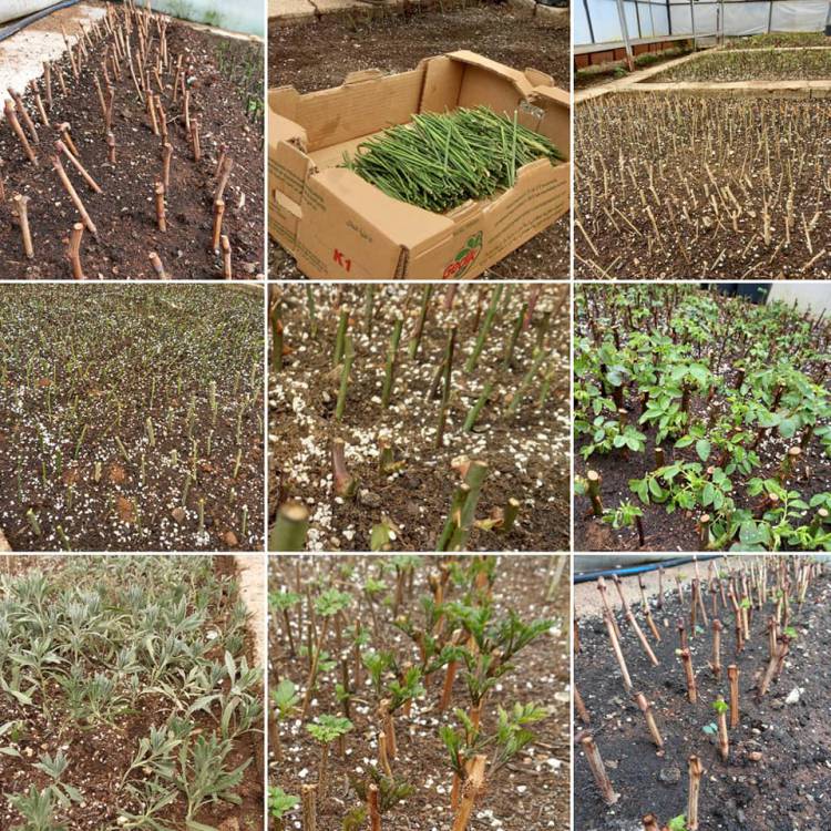 KIRIKHAN BELEDİYESİ ÇELİKLEME YÖNTEMİ İLE 430 BİN KÖK ÜRETİMİ YAPTI