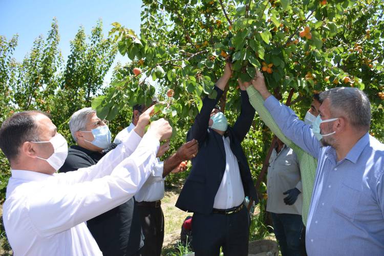 MİLLETVEKİLİ YAYMAN VE BAŞKAN YAVUZ, KIRIKHAN’DA İLK KAYISI HASADINI YAPTI