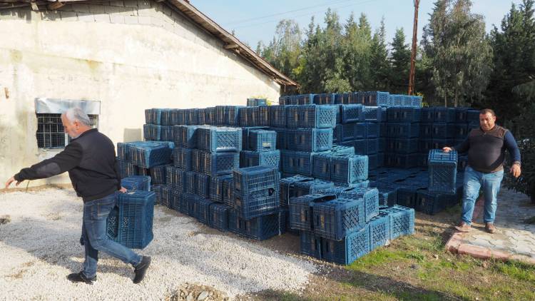 HBB’DEN ÜRETİCİYE ÜCRETSİZ ZEYTİN TOPLAMA KASASI BÜYÜKŞEHİR’DEN ZEYTİN ÜRETİCİSİNE BİR DESTEK DAHA