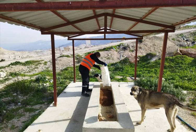 İSKENDERUN BELEDİYESİ SOĞUK HAVALARDA  SAHİPSİZ SOKAK HAYVANLARINI UNUTMUYOR